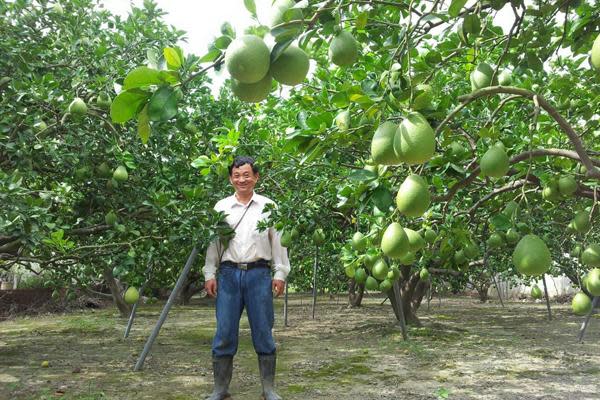 清泉果園主人李清泉與結果纍纍的文旦樹。