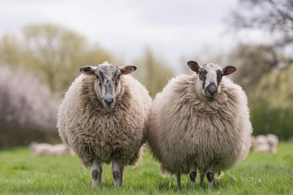 British farmers have vowed to burn their sheep’s wool rather than sell it as they’re offered prices “not worth” their while. (Alamy/PA)