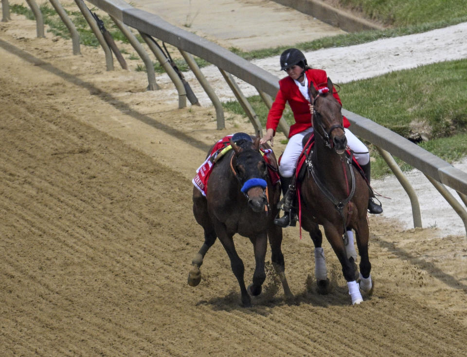 FILE - An outrider intercepts Havnameltdown after the horse lost it's rider and suffered a catastrophic leg injury during the sixth race prior to the 148th running of the Preakness Stakes horse race at Pimlico Race Course, Saturday, May 20, 2023, in Baltimore. The Bob Baffert trained horse was euthanized on the race track. Horse deaths marred last year’s Kentucky Derby, Preakness and Breeders’ Cup, with officials finding no single factor to blame. (Jerry Jackson/The Baltimore Sun via AP, File, File)