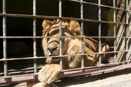 A lion sits inside its cage at a zoo in Yemen's southwestern city of Taiz February 22, 2016. REUTERS/Anees Mahyoub