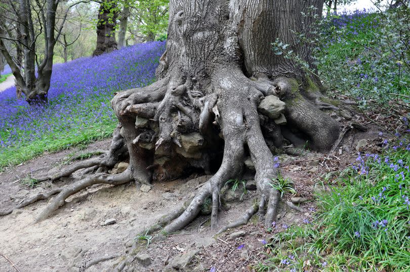 An old tree with raised roots against a bluebell woodland.