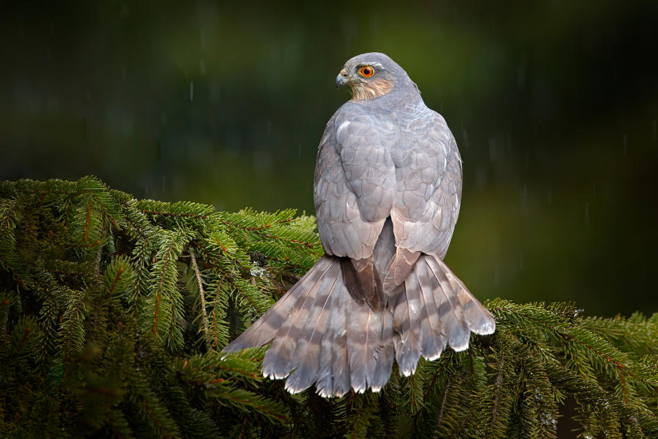 Bird of prey Eurasian sparrowhawk, Accipiter nisus, sitting on spruce tree during heavy rain in the forest. Bird in the green habitat. Sparrowhawk in the rainy wood in the nature, Germany, Europe wildlife.