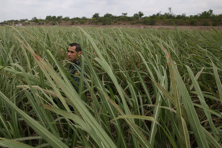 Border patrol agent Robert Rodriguez looks for signs of immigrants who illegally crossed the border from Mexico into the U.S. in the Rio Grande Valley sector, near McAllen, Texas, U.S., April 3, 2018. REUTERS/Loren Elliott