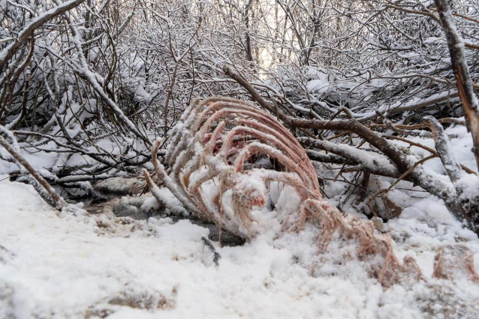 A carcass lays in snow. A grizzly bear known as the mayor of Klukshu is believed to have been killed by a trophy hunter, which is saddening to people from the nearby community.