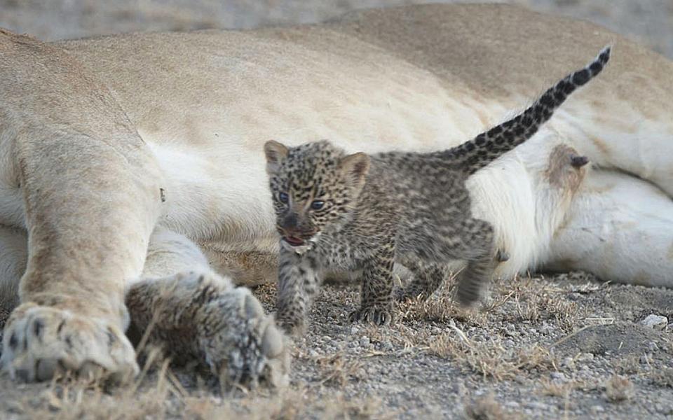 lion and leopard  - Credit: Joop van der Linde/Ndutu Safari Lodge via AP