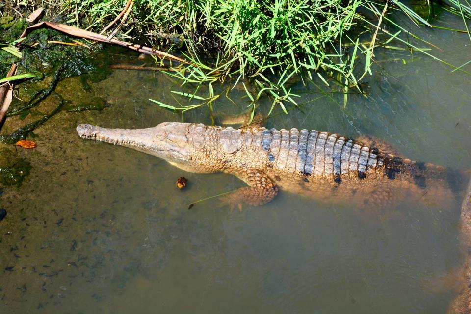 A fresh water crocodile about a metre and a half in length lurks in shallow water. 