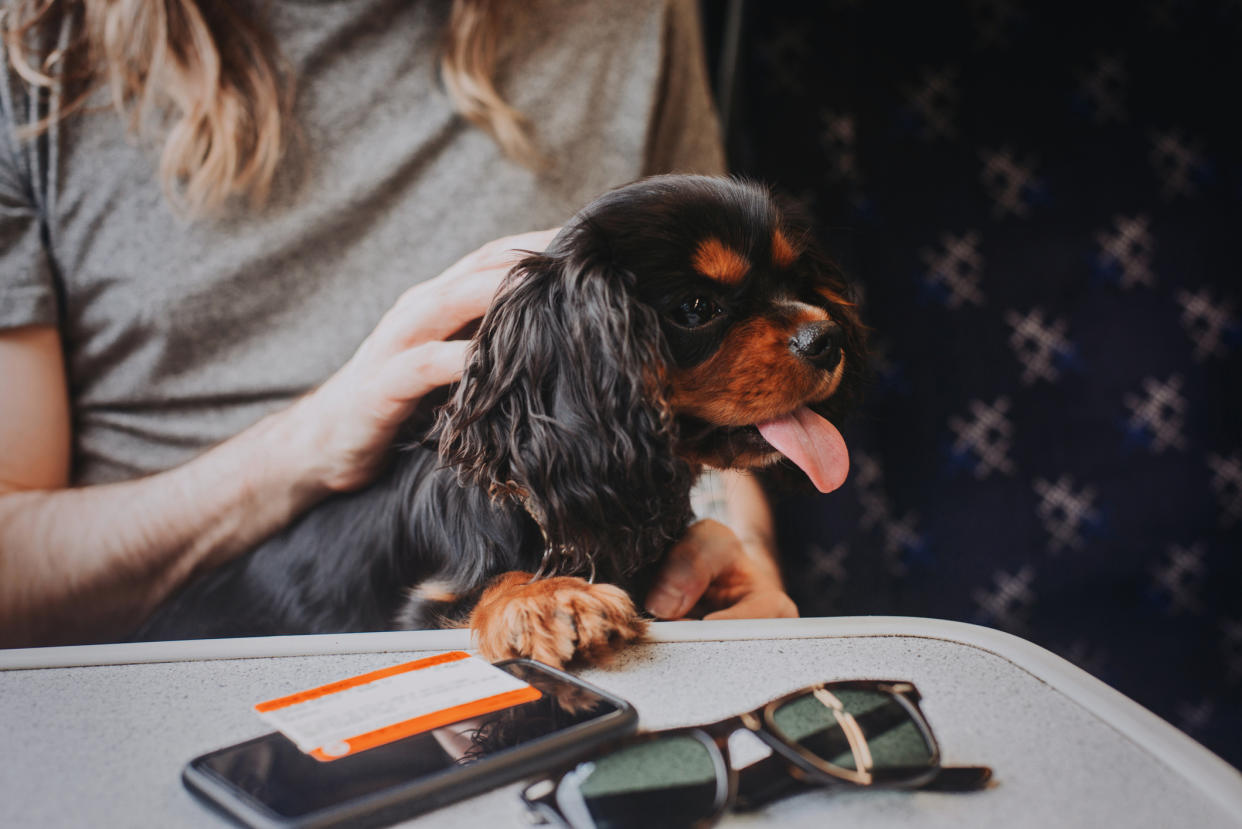 Dog owners are preparing to take their pets into the office. (Getty Images)