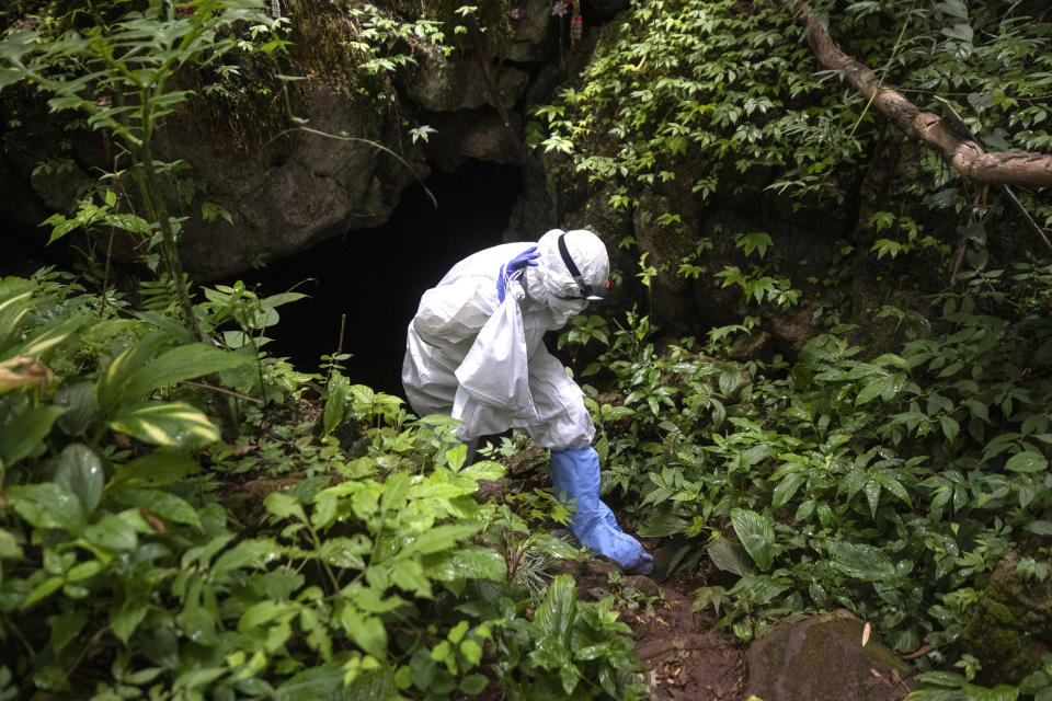 A researcher with a bat in a bag walk out from a cave inside Sai Yok National Park in Kanchanaburi province, west of Bangkok, Thailand, Saturday, Aug. 1, 2020. Researchers in Thailand have been trekking though the countryside to catch bats in their caves in an effort to trace the murky origins of the coronavirus. (AP photo/Sakchai Lalit)