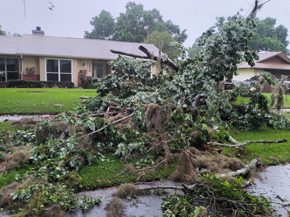 Severe weather caused a large tree to fall down in a south Orlando neighborhood.