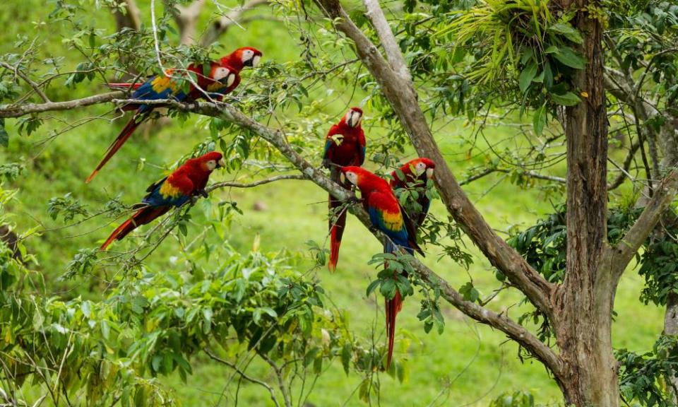 Scarlet macaws from Costa Rica.