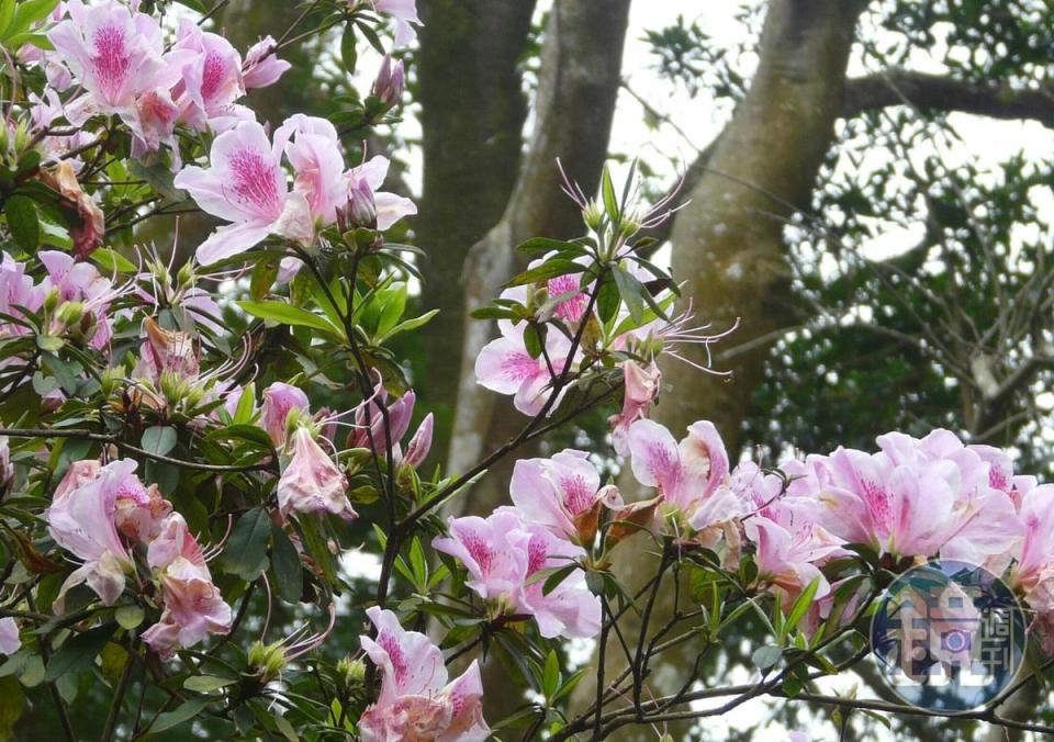 因種植時間久，陽明公園裡的杜鵑長得十分高大。