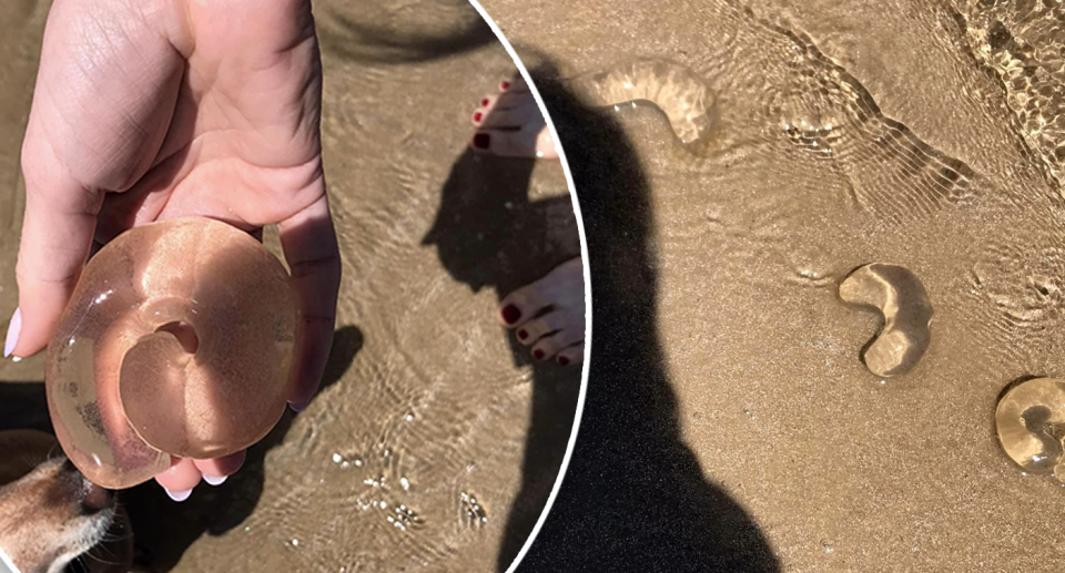 Snail egg sacs that had washed ashore in Melbourne.