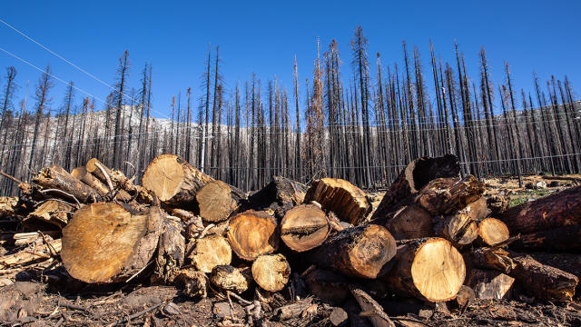 Why cutting down trees may be the best way to save forests from wildfires