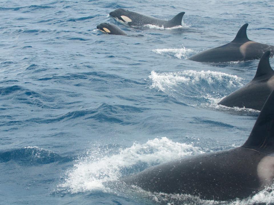 An Orca pod, including a calf, swim in the Strait of Gibraltar