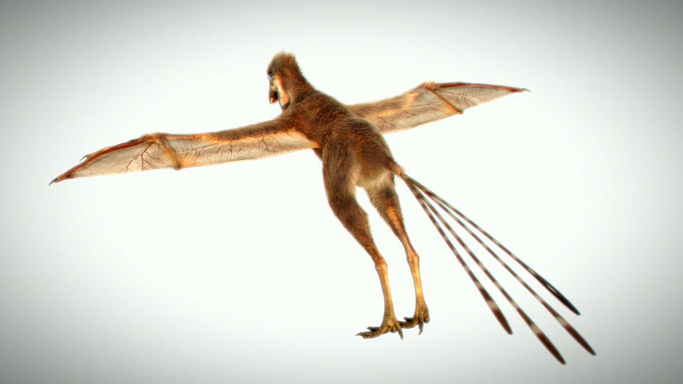 A 3D reproduction of the Ambopteryx longibrachium, from China, showing the creatures unique anatomy.(SWNS)