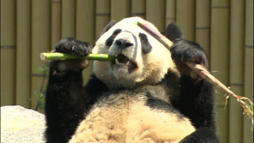 Panda snacking