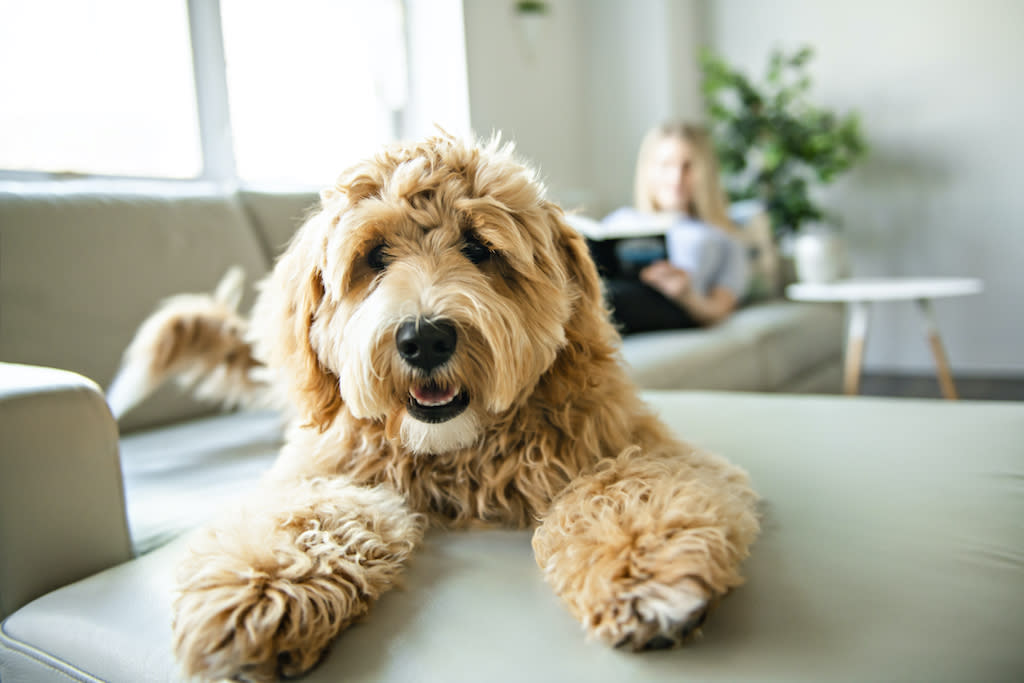 Au printemps et à l'automne, les chiens perdent leurs poils. (Photo : Getty Images)