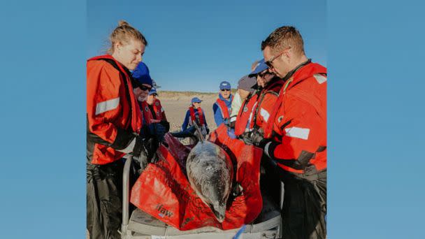 PHOTO: The International Fund for Animal Welfare's Cape Cod rescue team saved trapped dolphins. (IFAW)