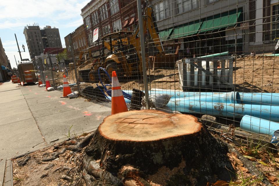 Old street trees, like this one on North Front Street last year, are often removed due to their declining health and difficulty in crews working around them. KEN BLEVINS/STARNEWS