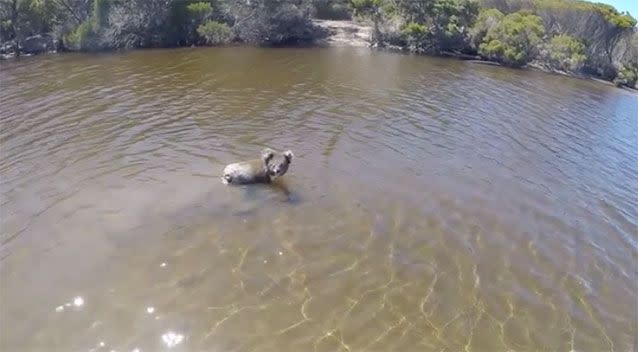 The marsupial takes to the water and fearlessly doggy paddles across the creek without a fuss. Source: Jas and Joes Long Road Home / Facebook