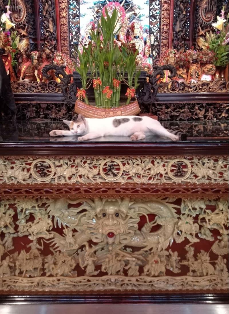 三重義天宮隨處可見可愛貓咪休息。（圖／翻攝自三重義天宮粉絲專頁）