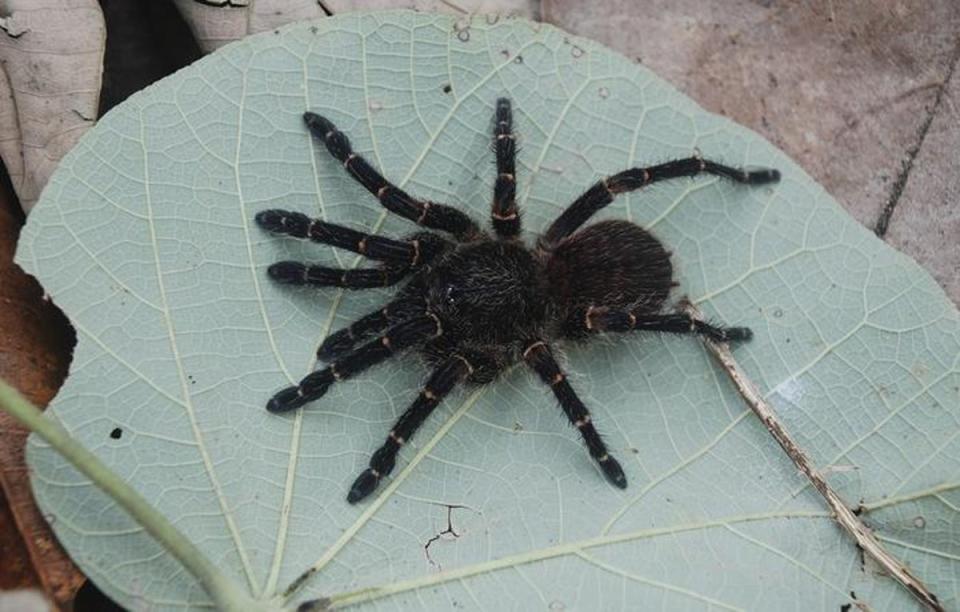 A female Neischnocolus mecana (CREDIT: Echeverri et al.)