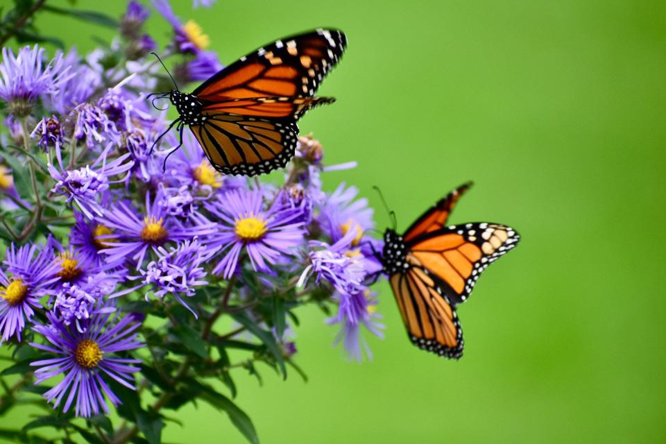 MONARCH BUTTERFLY