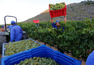 Workers harvest grapes at the La Motte wine farm in Franschoek near Cape Town, South Africa in this picture taken January 29, 2016. REUTERS/Mike Hutchings