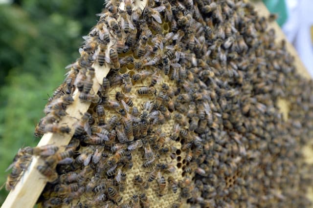 FRANCE-BEES