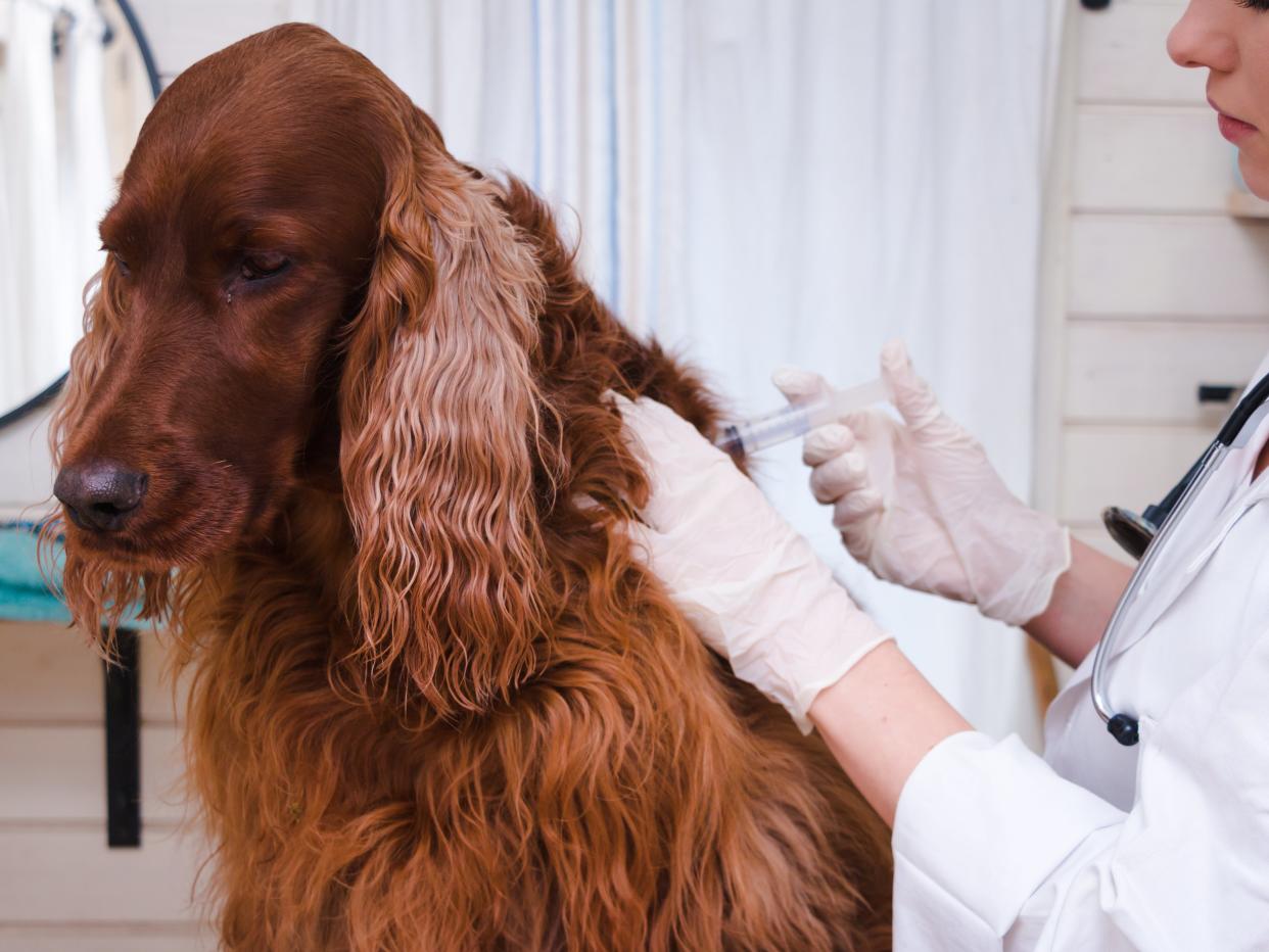 A group of scientists have suggested cats and dogs may need to be vaccinated against Covid-19 to curb the spread of the virus (iStock/Getty Images)