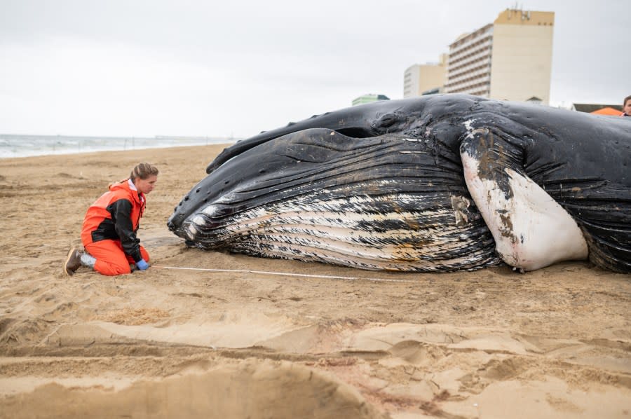 Photo courtesy: Virginia Aquarium and Marine Science Center