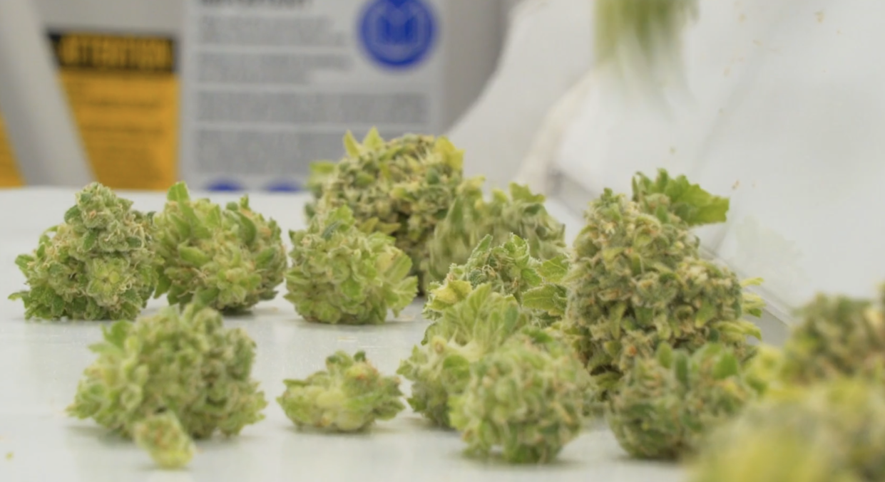 Cannabis buds in production at an Organigram facility. (Provided.)