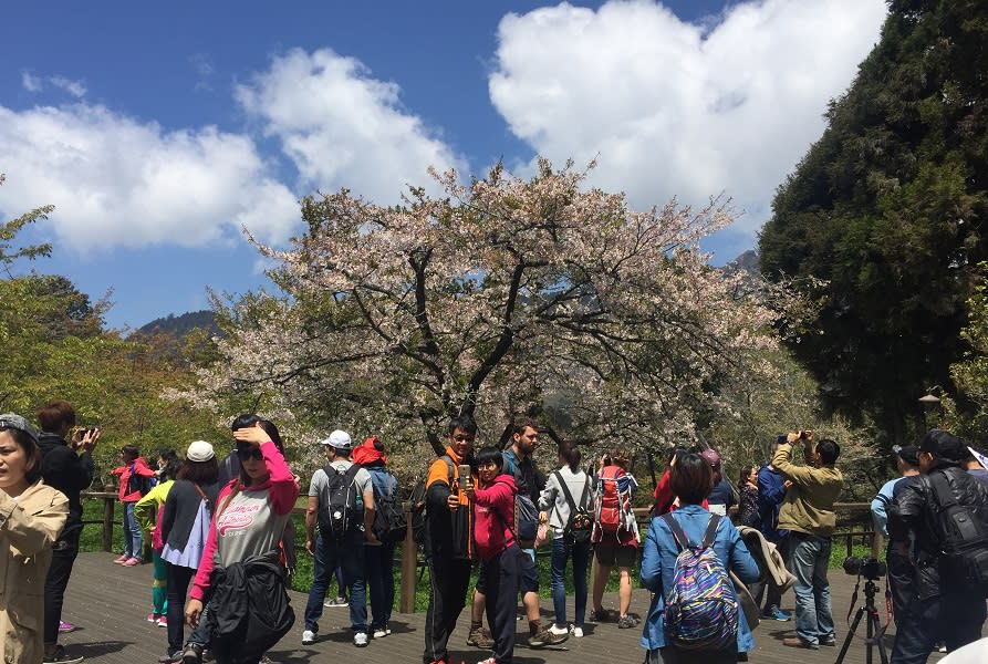 ▲2020年阿里山櫻花季,搭乘公共運輸上山賞櫻花，入園門票可以享優惠，又可直接搭車入園賞花。（圖／記者陳惲朋攝，資料照）