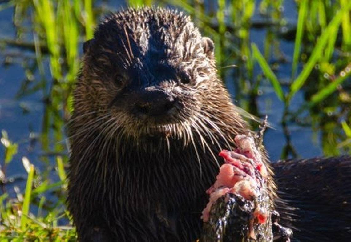 Close-up photo of an otter eating a fish in Bradenton on Jan.18, 2023