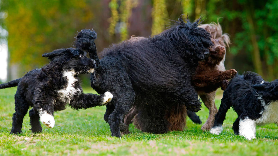 group of Portuguese water dogs and puppies