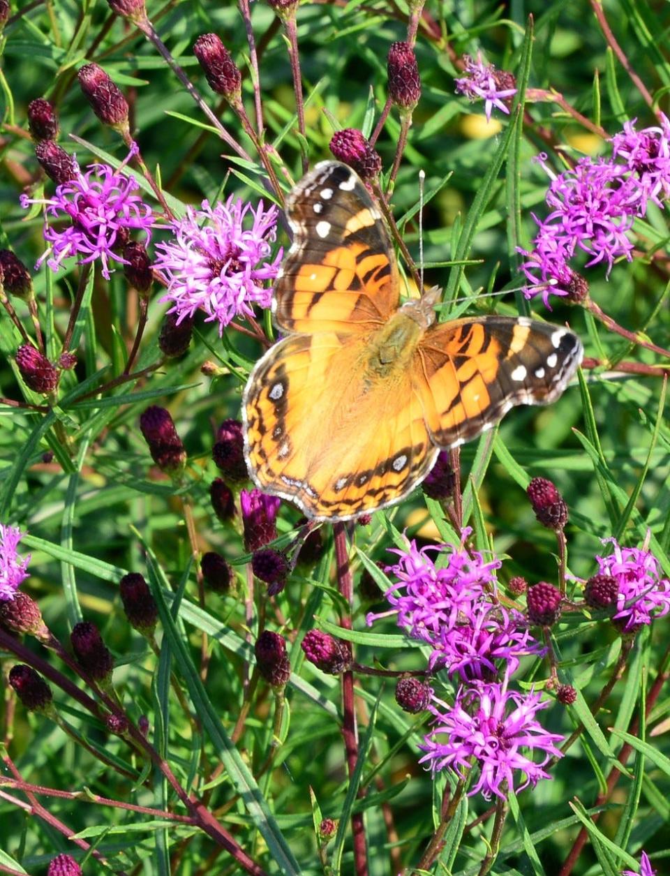 Vernonia Summer’s Swan Song ironweed combines the best traits of some previous ironweeds.