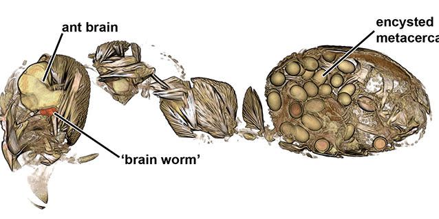 Photo credit: Natural History Museum