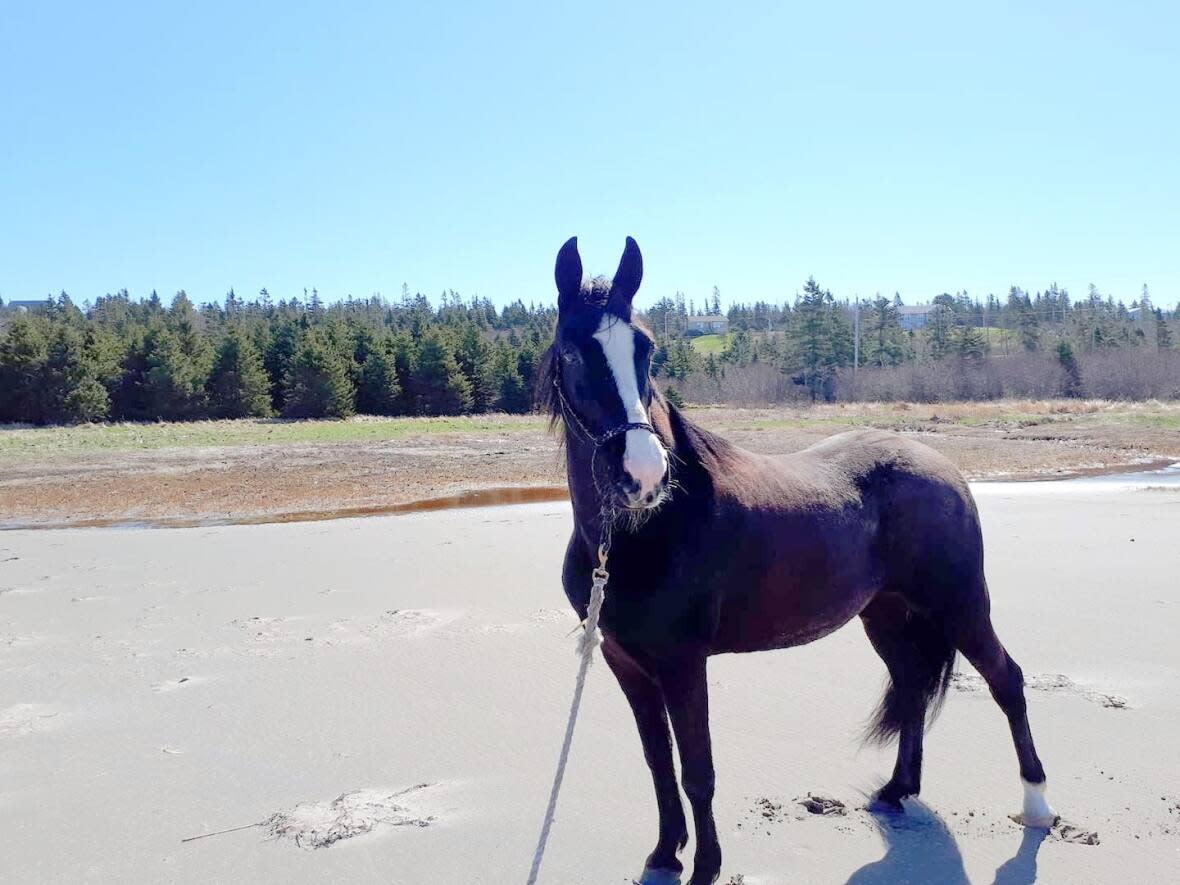 Angel, a Tennessee Walker, stands on a beach near her East Petpeswick home. (Robin Clayton - image credit)