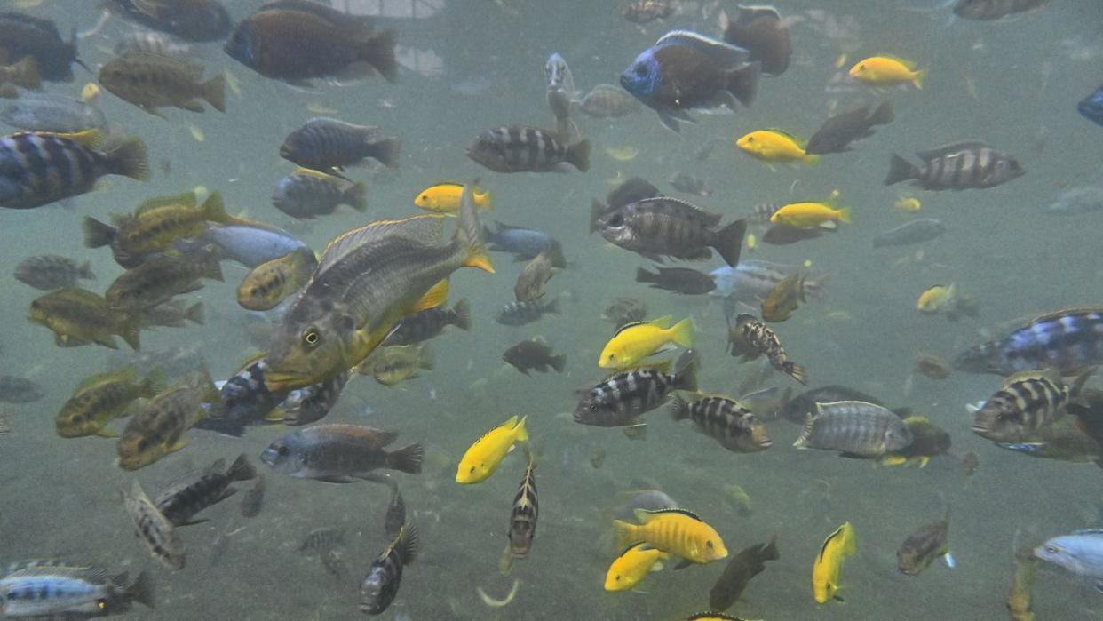 large group of multicolored african cichlids