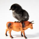 <p>A chick rides a bull. (Photos: Alexandra C. Daley-Clark/sillychickens.com) </p>