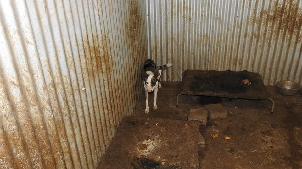 After receiving complaints of an illegal puppy factory, NSW Police made their way to a Gunnedah property where they discovered a total of 73 dogs, with 31 requiring veterinary examination. Source: RSPCA