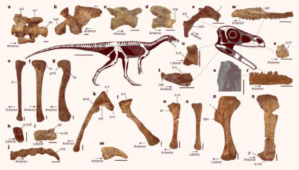 Anatomie du squelette de la Mbiresaurus raathi