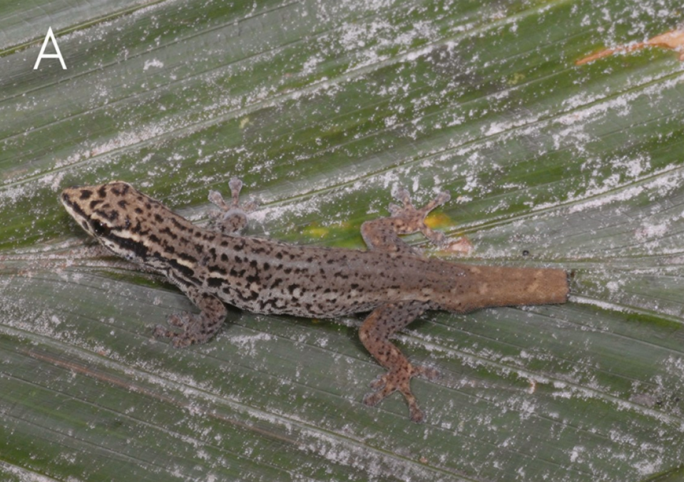 A male Lygodactylus leopardinus, or leopard dwarf gecko, seen from the top.