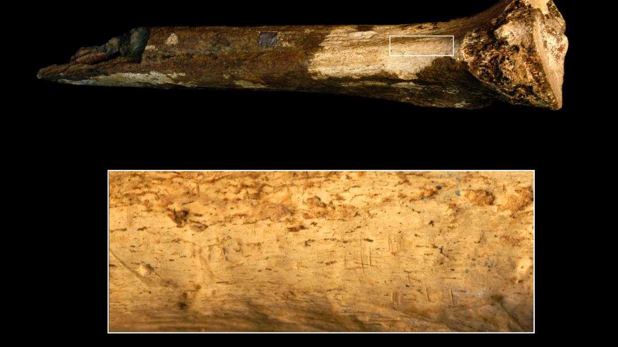  A picture of the fossilized hominin tibia with an enlarged area that shows the cut marks. 