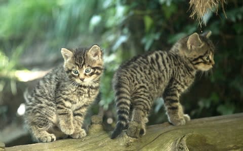 Two Scottish wildcat kittens - Credit: PA