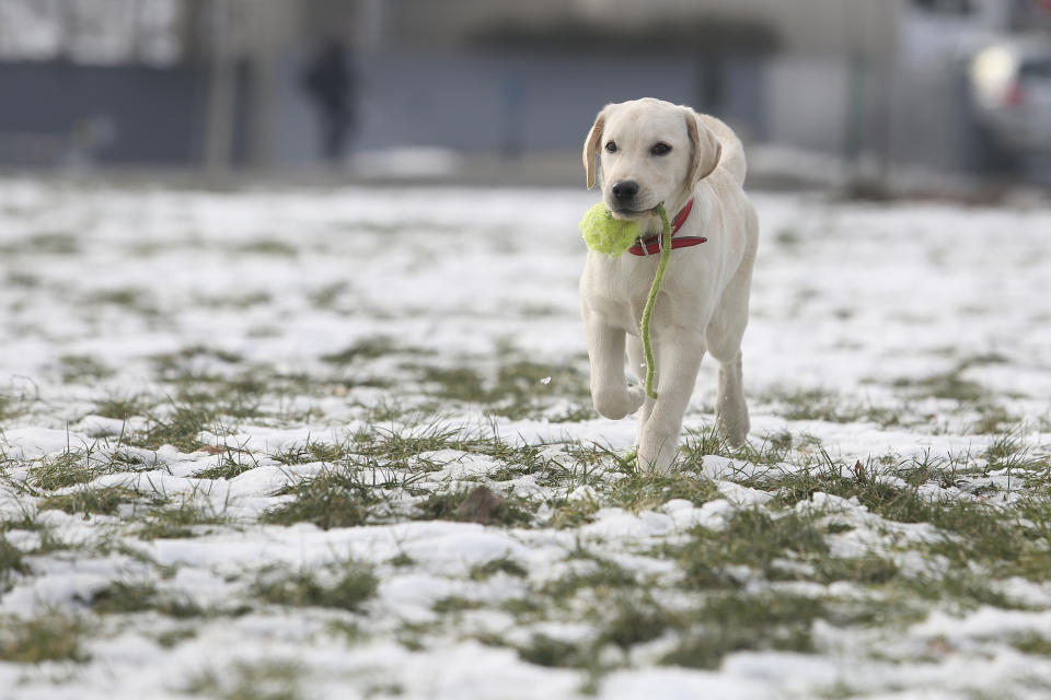 Zumindest für kurze Zeit dürfen sich Zwei- wie Vierbeiner über Schnee freuen. (Bild: Getty Images)