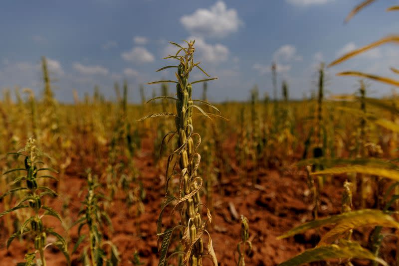 FILE PHOTO: Drought-stricken sesame crops stand in a field in Xinyao village