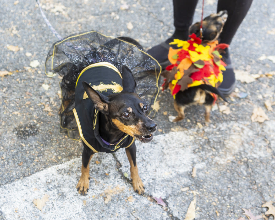 a dog dressed as batwoman and another dog dressed as a leaf