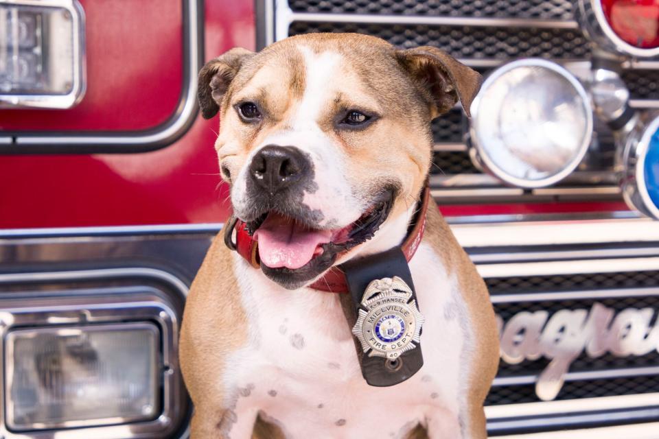 hansel, the law enforcement dog of the year