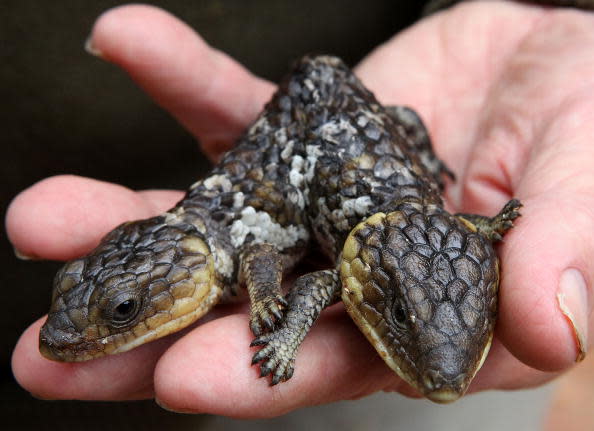 PERTH, AUSTRALIA - APRIL 22: An unnamed two headed bobtail lizard, a type of skink, is seen at its new reptile park home at Henley Brook on April 22, 2010 in Perth, Australia. The two-headed reptile was rescued from Coogee by the Park and appears to be doing well, despite the life expectancy of such mutated births to be short. It eats from both heads but the larger head has also tried to attack the smaller one, and its movement is difficult as both heads control its back legs. It also has a healthy sibling without any mutation. Bobtails give birth to live offspring, rather than laying eggs. (Photo by Paul Kane/Getty Images)